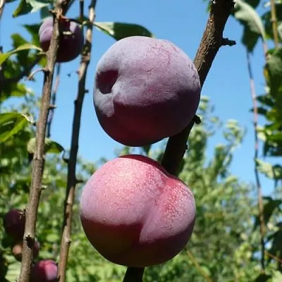 Плумкот ВЕЙ ВОНГ  Плумкот ВЕЙ ВОНГ в Самохваловичи