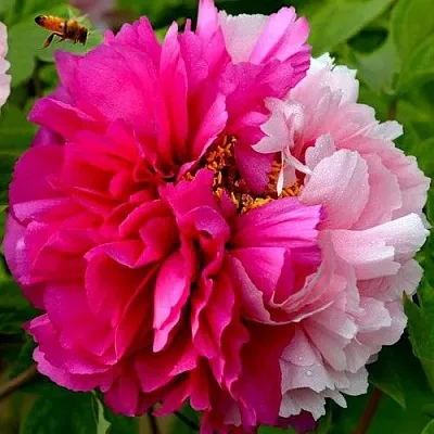 Пион ДВЕ СЕСТРЫ древовидный  Пион ДВЕ СЕСТРЫ древовидный в Самохваловичи