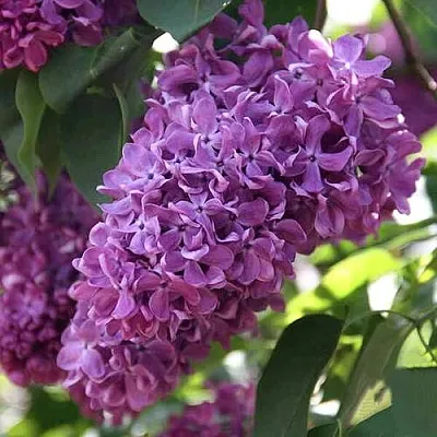 Сирень КАПИТАН ГАСТЕЛЛО  Сирень КАПИТАН ГАСТЕЛЛО в Самохваловичи