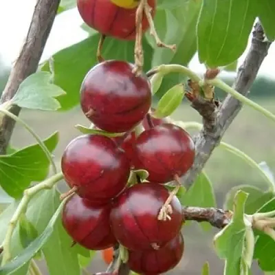 Смородина золотистая КЛЮКВЕННАЯ  Смородина золотистая КЛЮКВЕННАЯ в Самохваловичи