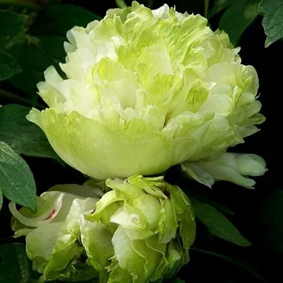 Пион ЗЕЛЕНЫЙ ШАР древовидный  Пион ЗЕЛЕНЫЙ ШАР древовидный в Самохваловичи