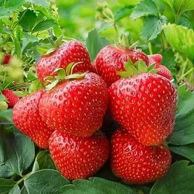 Клубника КИМБЕРЛИ  Клубника КИМБЕРЛИ в Самохваловичи