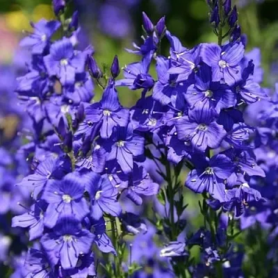 Вероника австрийская  Вероника австрийская в Самохваловичи