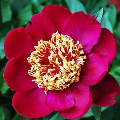 Пион НИППОН БЬЮТИ травянистый  Пион НИППОН БЬЮТИ травянистый в Самохваловичи