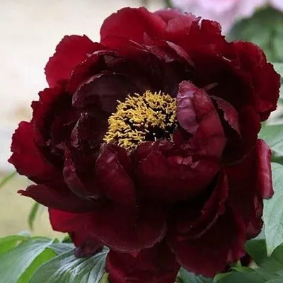 Пион ПОЛНОЧЬ древовидный  Пион ПОЛНОЧЬ древовидный в Самохваловичи