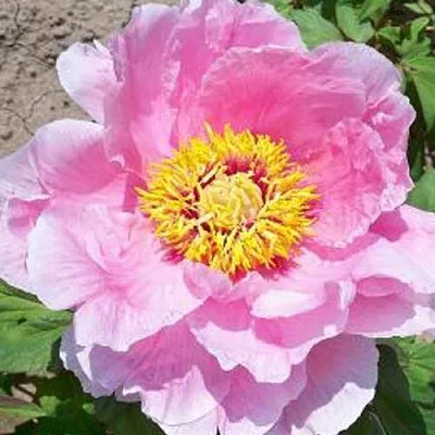 Пион МАРАМАЦУ-ЗАКУРА древовидный  Пион МАРАМАЦУ-ЗАКУРА древовидный в Самохваловичи