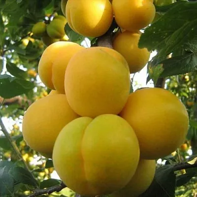 Слива ЛОДВА  Слива ЛОДВА в Самохваловичи