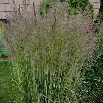 Вейник АВАЛАНШ остроцветковый  Вейник АВАЛАНШ остроцветковый в Самохваловичи