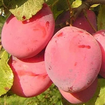 Слива ФАВОРИТЕ ДЕ СУЛТАНО  Слива ФАВОРИТЕ ДЕ СУЛТАНО в Самохваловичи