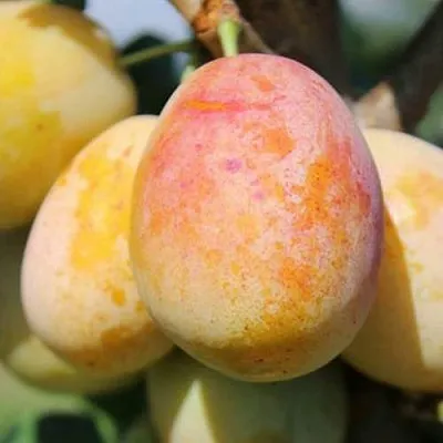 АПРИМИРА  АПРИМИРА в Самохваловичи