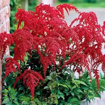 Астильба РЕД ЧАРМ Арендса  Астильба РЕД ЧАРМ Арендса в Самохваловичи