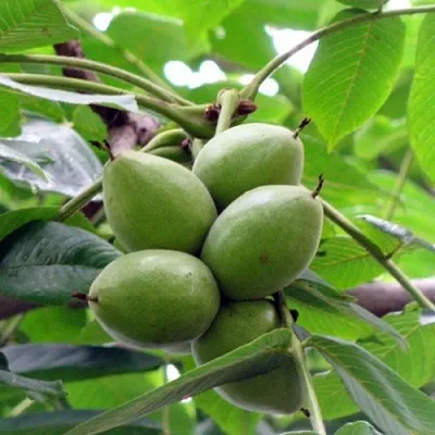 Орех маньчжурский МИЧУРИНЕЦ  Орех маньчжурский МИЧУРИНЕЦ в Самохваловичи