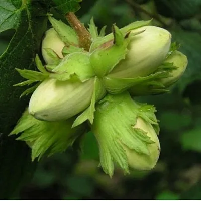 Фундук ТАМБОВСКИЙ ПОЗДНИЙ  Фундук ТАМБОВСКИЙ ПОЗДНИЙ в Самохваловичи