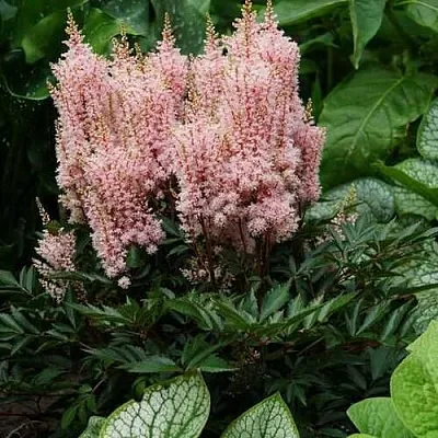 Астильба ЛУК ЭТ МИ японская  Астильба ЛУК ЭТ МИ японская в Самохваловичи