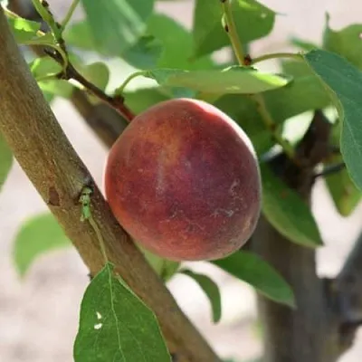 Плумкот БИРИКОККОЛО СУЗИНКОККО  Плумкот БИРИКОККОЛО СУЗИНКОККО в Самохваловичи