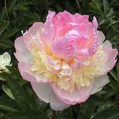 Пион РАСБЕРРИ САНДЕЙ травянистый  Пион РАСБЕРРИ САНДЕЙ травянистый в Самохваловичи