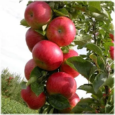 Яблоня ОСТАНКИНО колонновидная  Яблоня ОСТАНКИНО колонновидная в Самохваловичи
