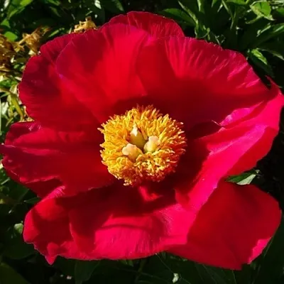 саженцы пиона саженцы пиона