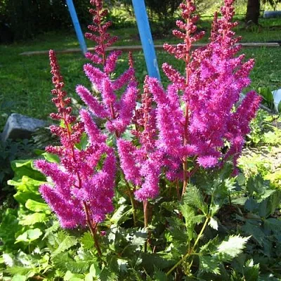 Астильба ЭЛИЗАБЕТ ВАН ВИН японская  Астильба ЭЛИЗАБЕТ ВАН ВИН японская в Самохваловичи