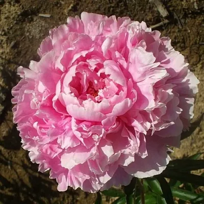 саженцы пиона саженцы пиона