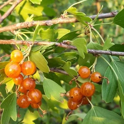 Смородина золотистая ЛЯЙСАН  Смородина золотистая ЛЯЙСАН в Самохваловичи