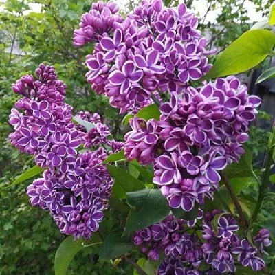 Сирень СЕНСАЦИЯ  Сирень СЕНСАЦИЯ в Самохваловичи