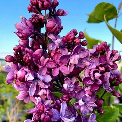 Сирень ВИОЛЕТТА  Сирень ВИОЛЕТТА в Самохваловичи