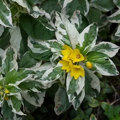 Вербейник АЛЕКСАНДР точечный  Вербейник АЛЕКСАНДР точечный в Самохваловичи