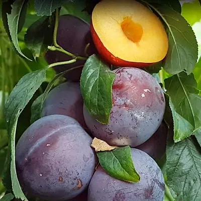 НЕКТАПРИУМ  НЕКТАПРИУМ в Самохваловичи