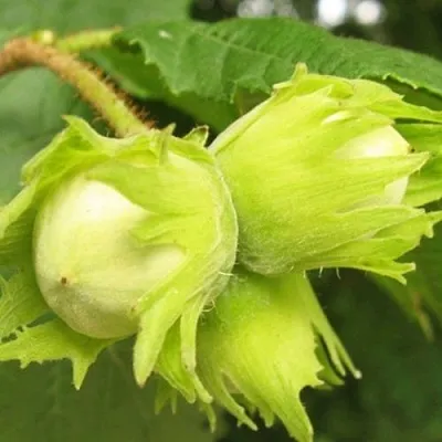 Фундук КАТАЛОНСКИЙ  Фундук КАТАЛОНСКИЙ в Самохваловичи