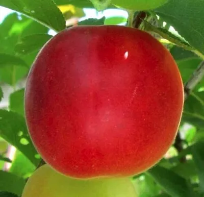 Плумкот БИРИКОККОЛО БОЛОГНЕС  Плумкот БИРИКОККОЛО БОЛОГНЕС в Самохваловичи