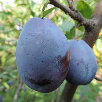 Слива АМЕРС  Слива АМЕРС в Самохваловичи