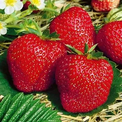 Клубника ВИМА ЗАНТА  Клубника ВИМА ЗАНТА в Самохваловичи