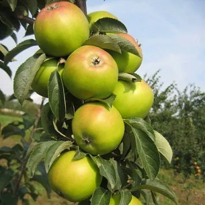 Яблоня ЛУКОМОР колонновидная  Яблоня ЛУКОМОР колонновидная в Самохваловичи