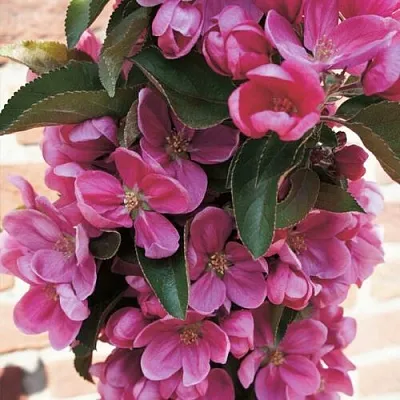 Яблоня ЗЕЛЁНЫЙ БУКЕТ декоративная  Яблоня ЗЕЛЁНЫЙ БУКЕТ декоративная в Самохваловичи