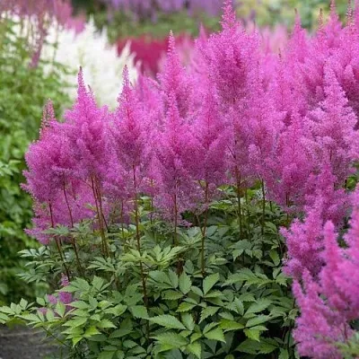 Астильба АМЕТИСТ Арендса  Астильба АМЕТИСТ Арендса в Самохваловичи
