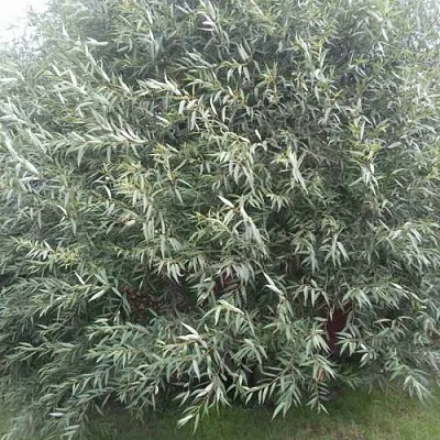 Ива СЕРЕБРИСТАЯ  Ива СЕРЕБРИСТАЯ в Самохваловичи