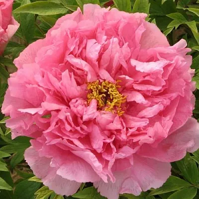 Пион СЕРЕБРИСТЫЙ РУЧЕЙ древовидный  Пион СЕРЕБРИСТЫЙ РУЧЕЙ древовидный в Самохваловичи