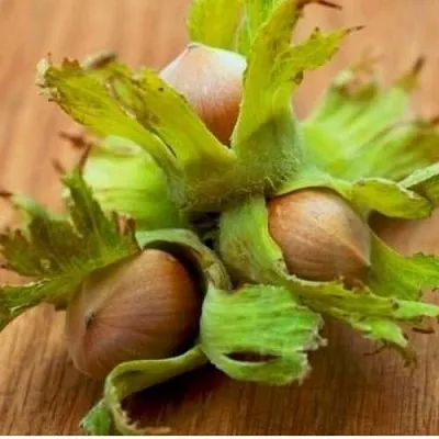 Фундук ГИГАНТ ТАМБОВСКИЙ  Фундук ГИГАНТ ТАМБОВСКИЙ в Самохваловичи