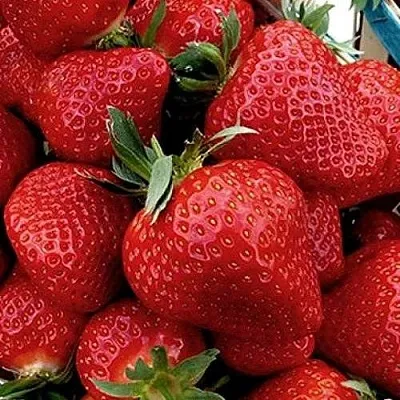 Клубника КЛЕРИ  Клубника КЛЕРИ в Самохваловичи