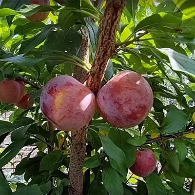 Плуот ГЕО ПРАЙД  Плуот ГЕО ПРАЙД в Самохваловичи