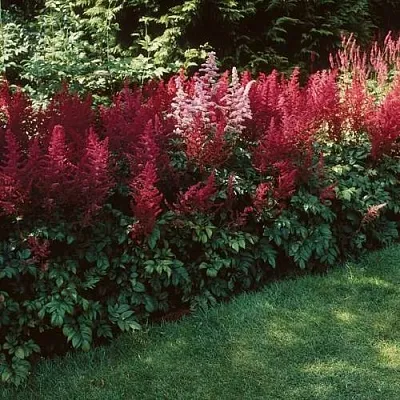 Астильба ГРАНАТ Арендса  Астильба ГРАНАТ Арендса в Самохваловичи