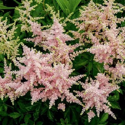 Астильба СЕСТРА ТЕРЕЗА Арендса  Астильба СЕСТРА ТЕРЕЗА Арендса в Самохваловичи