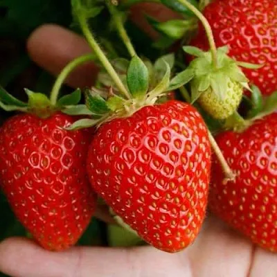 Клубника ПОРТОЛА ремонтантная  Клубника ПОРТОЛА ремонтантная в Самохваловичи