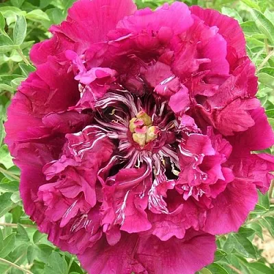 Пион ПУРПУРНЫЙ ОКЕАН древовидный  Пион ПУРПУРНЫЙ ОКЕАН древовидный в Самохваловичи