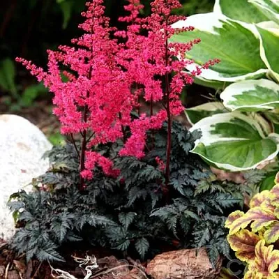 Астильба МУЛЕН РУЖ курчавая  Астильба МУЛЕН РУЖ курчавая в Самохваловичи