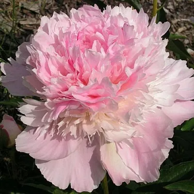 Пион ПЕЧЕР травянистый  Пион ПЕЧЕР травянистый в Самохваловичи