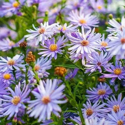 Астра ЛИТТЛ КАРЛОУ сердцелистная  Астра ЛИТТЛ КАРЛОУ сердцелистная в Самохваловичи