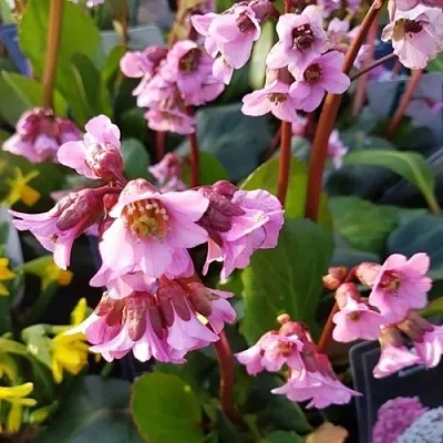 Бадан БЭБИ ДОЛЛ  Бадан БЭБИ ДОЛЛ в Самохваловичи