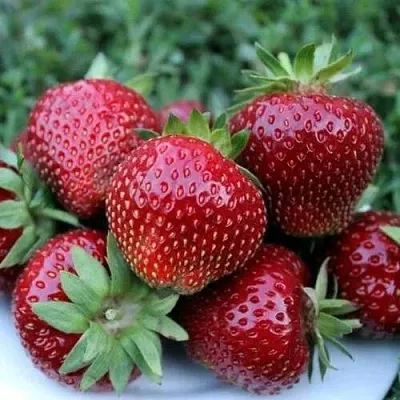 Клубника МАЛЬВИНА  Клубника МАЛЬВИНА в Самохваловичи